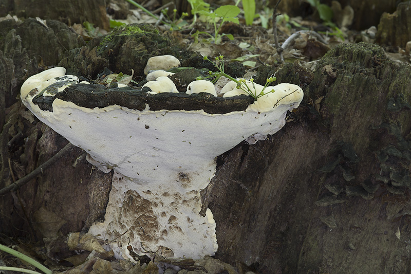 Perenniporia fraxinea